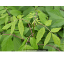 ACER negundo ACER negundo