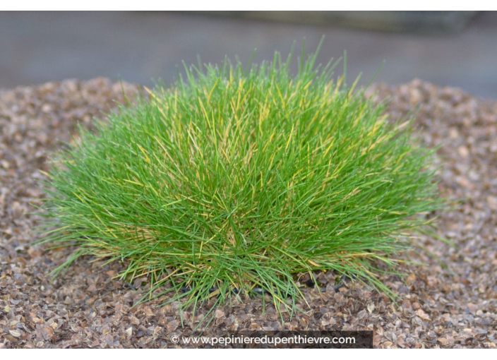 FESTUCA scoparia