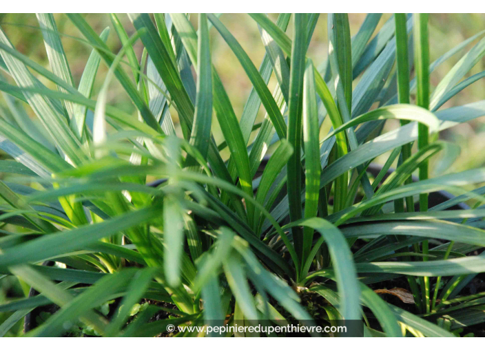 Ophiopogon japonicus