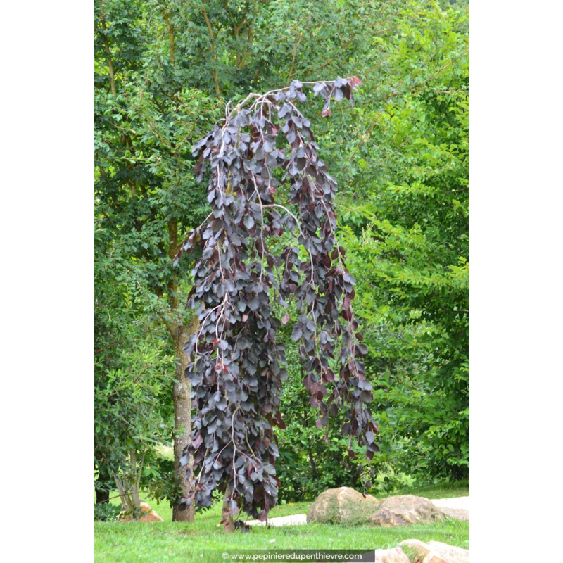 FAGUS sylvatica 'Purpurea Pendula'