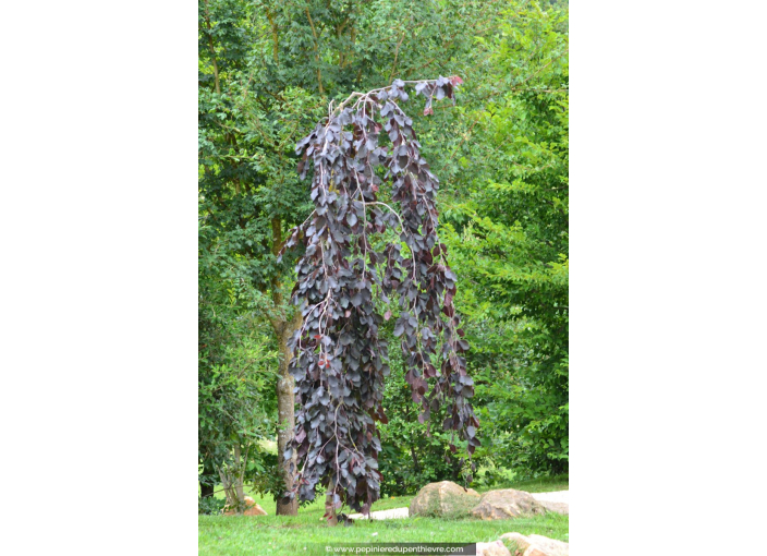 FAGUS sylvatica 'Purpurea Pendula'