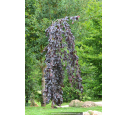 FAGUS sylvatica 'Purpurea Pendula'