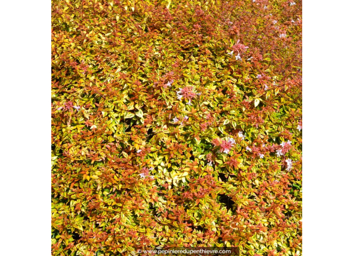 ABELIA x grandiflora 'Kaleïdoscope'