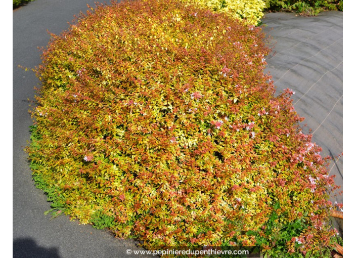 ABELIA x grandiflora 'Kaleïdoscope' ABELIA x grandiflora 'Kaleïdoscope'