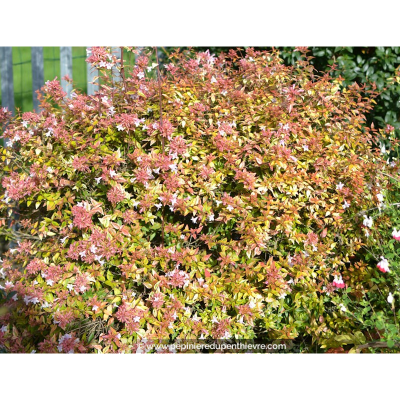 ABELIA x grandiflora 'Kaleïdoscope'