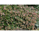 ABELIA X grandiflora ABELIA X grandiflora