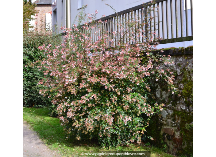 ABELIA X grandiflora ABELIA X grandiflora