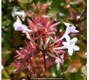 ABELIA X grandiflora ABELIA X grandiflora