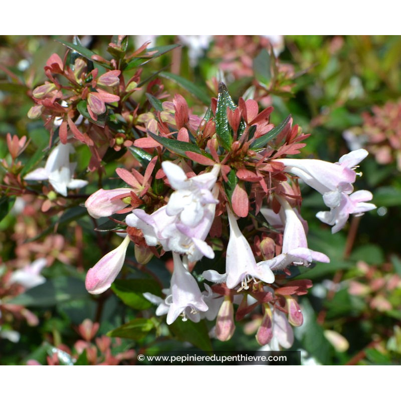 ABELIA X grandiflora