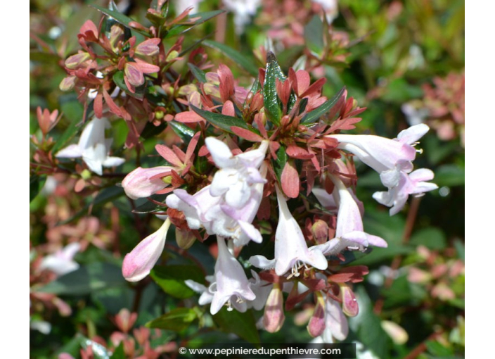 ABELIA X grandiflora