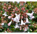 ABELIA X grandiflora ABELIA X grandiflora