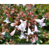 ABELIA x grandiflora