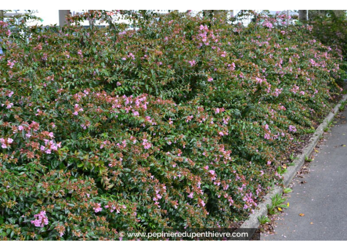 ABELIA 'Edward Goucher' ABELIA 'Edward Goucher'