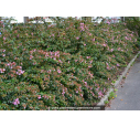 ABELIA 'Edward Goucher' ABELIA 'Edward Goucher'