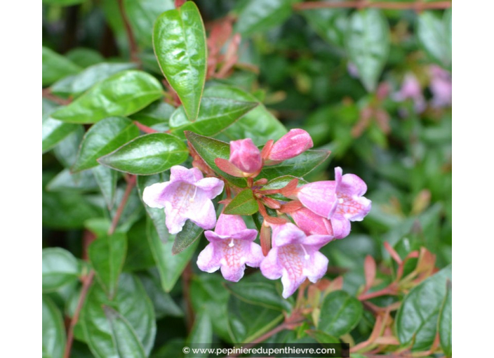 ABELIA 'Edward Goucher'