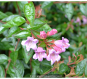 ABELIA 'Edward Goucher' ABELIA 'Edward Goucher'