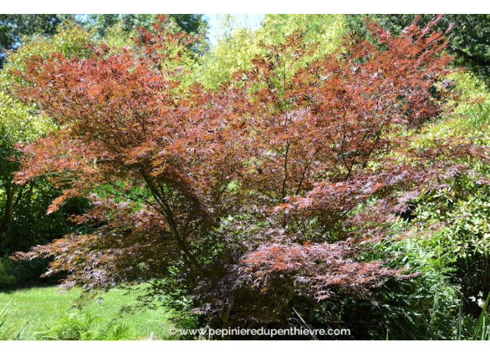 ACER palmatum 'Atropurpureum' ACER palmatum 'Atropurpureum'