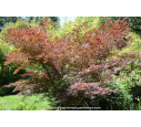 ACER palmatum 'Atropurpureum' ACER palmatum 'Atropurpureum'