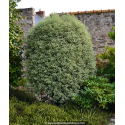 PITTOSPORUM tenuifolium \'Variegatum\'