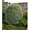 PITTOSPORUM tenuifolium \'Variegatum\'