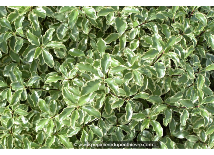 PITTOSPORUM tenuifolium 'Variegatum'