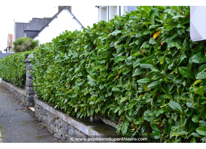 PRUNUS laurocerasus 'Rotundifolia'