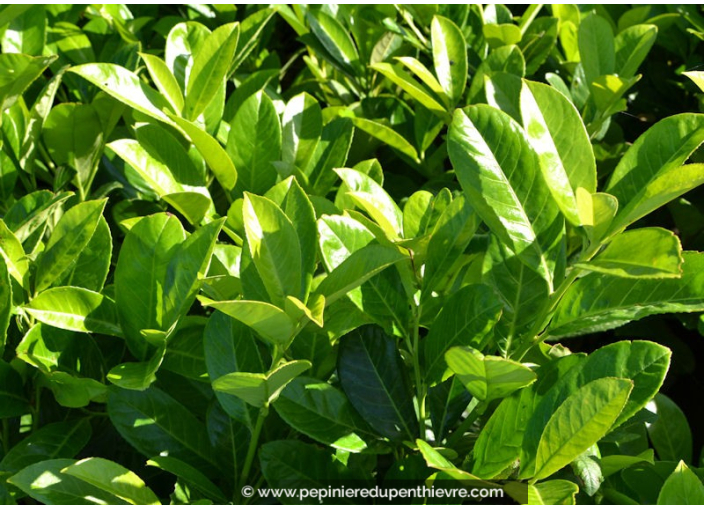 PRUNUS laurocerasus 'Rotundifolia'