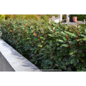ELAEAGNUS x ebbingei \'Compacta\'