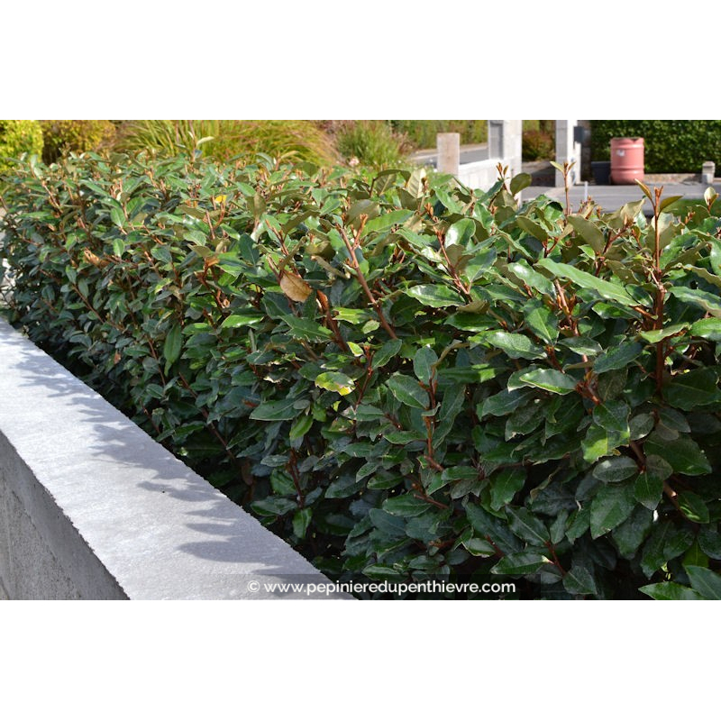 ELAEAGNUS x ebbingei 'Compacta'