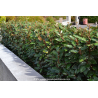 ELAEAGNUS x ebbingei \'Compacta\'