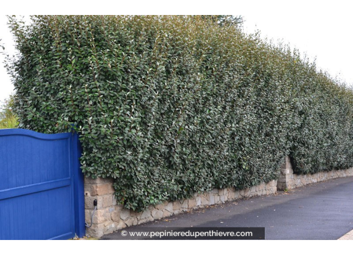 ELAEAGNUS x ebbingei 'Compacta'