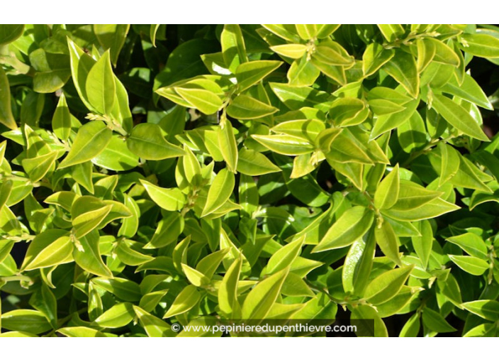 SARCOCOCCA confusa SARCOCOCCA confusa