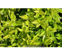 SARCOCOCCA confusa SARCOCOCCA confusa