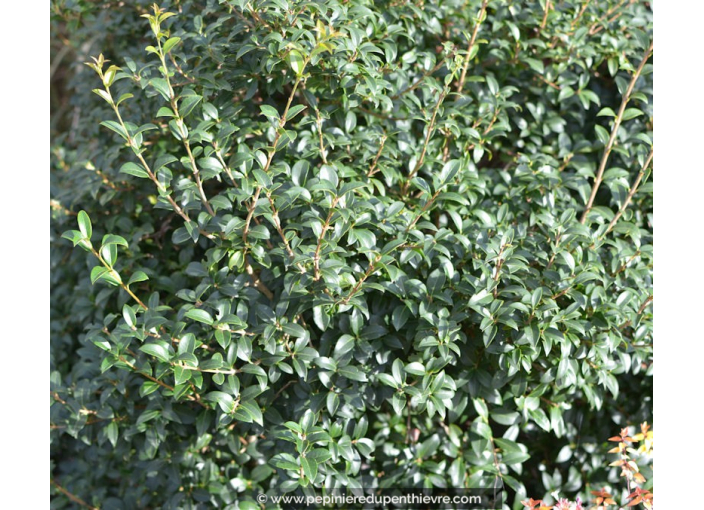 OSMANTHUS x burkwoodii OSMANTHUS x burkwoodii