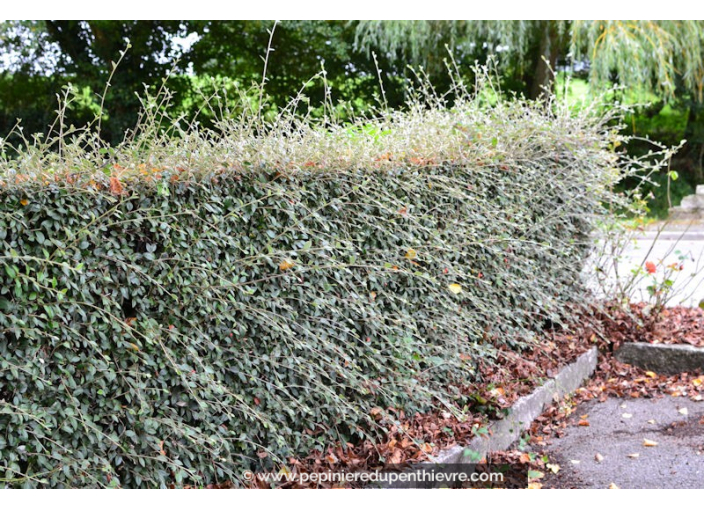 COTONEASTER franchetii COTONEASTER franchetii