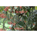 COTONEASTER lacteus