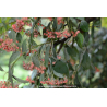 COTONEASTER lacteus
