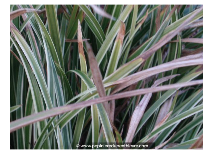 CAREX morrowii 'Ice Dance' CAREX morrowii 'Ice Dance'