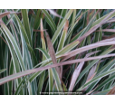 CAREX morrowii 'Ice Dance' CAREX morrowii 'Ice Dance'