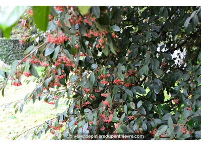 COTONEASTER lacteus