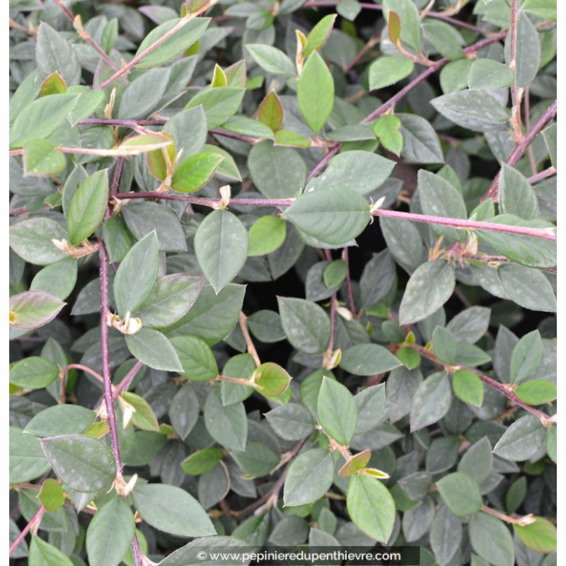 COTONEASTER lacteus
