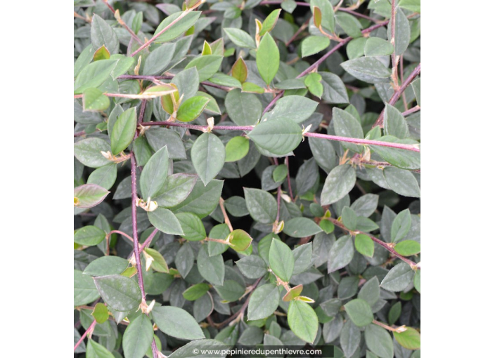 COTONEASTER lacteus