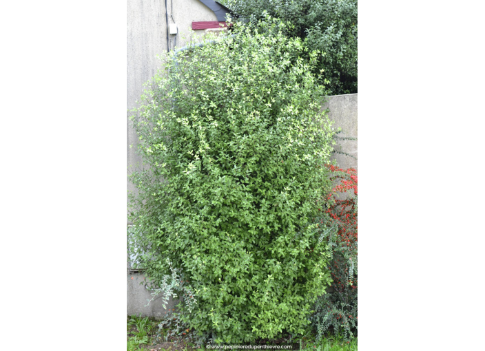 PITTOSPORUM tenuifolium