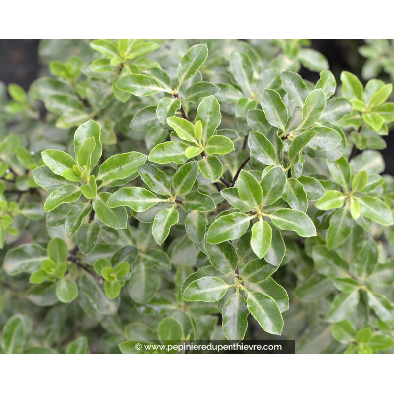 PITTOSPORUM tenuifolium