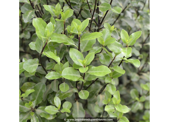 PITTOSPORUM tenuifolium