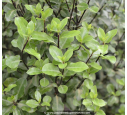 PITTOSPORUM tenuifolium