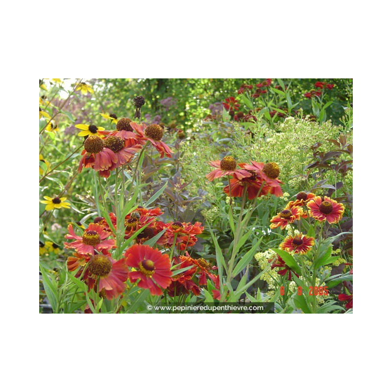HELENIUM  'Moerheim Beauty'