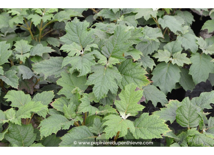 HYDRANGEA quercifolia 'Snowqueen'