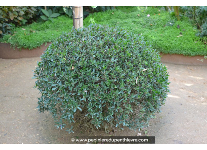 PHILLYREA angustifolia