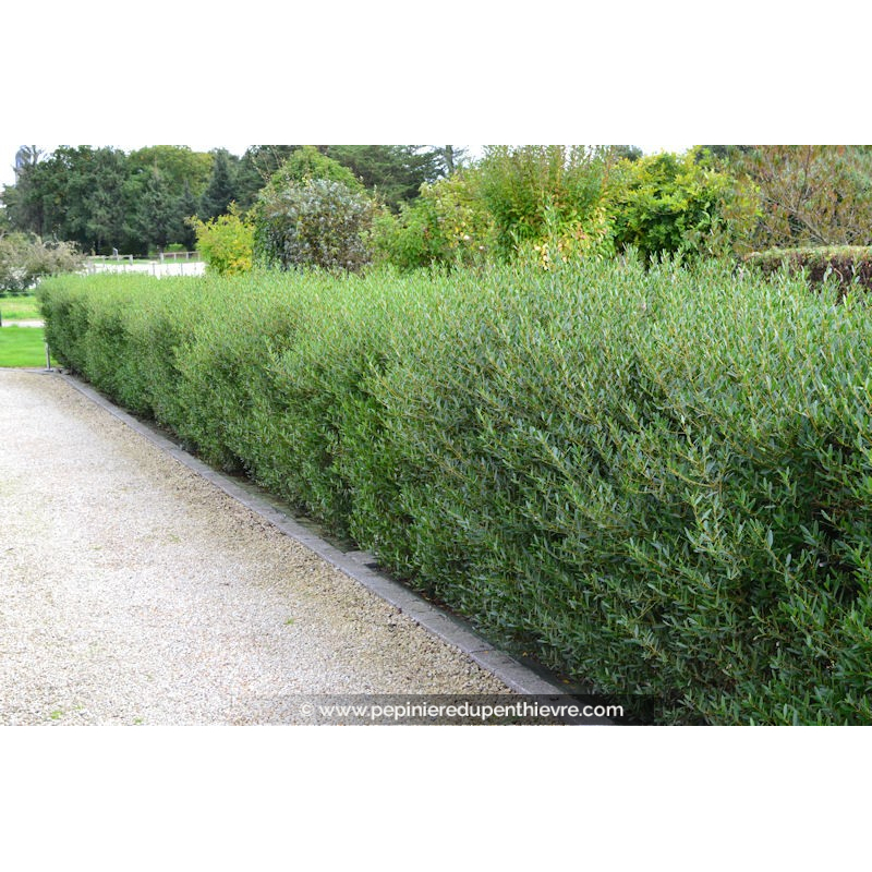 PHILLYREA angustifolia